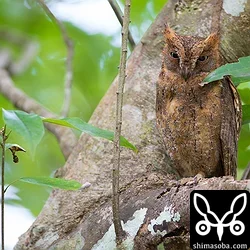 こちらの営巣コノハズクもメスが外に出るようになりました。^^

子育て最盛期です。