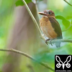 リュウキュウアカショウビン巣立ち(動画あり)