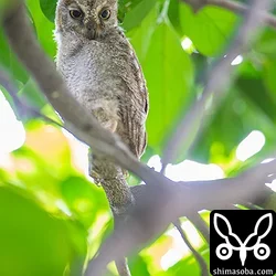 リュウキュウコノハズク巣立ち後