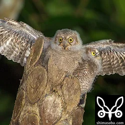 リュウキュウコノハズク巣立ち完了?