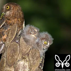 リュウキュウコノハズク