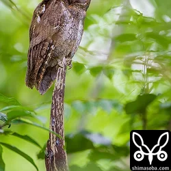 リュウキュウコノハズク