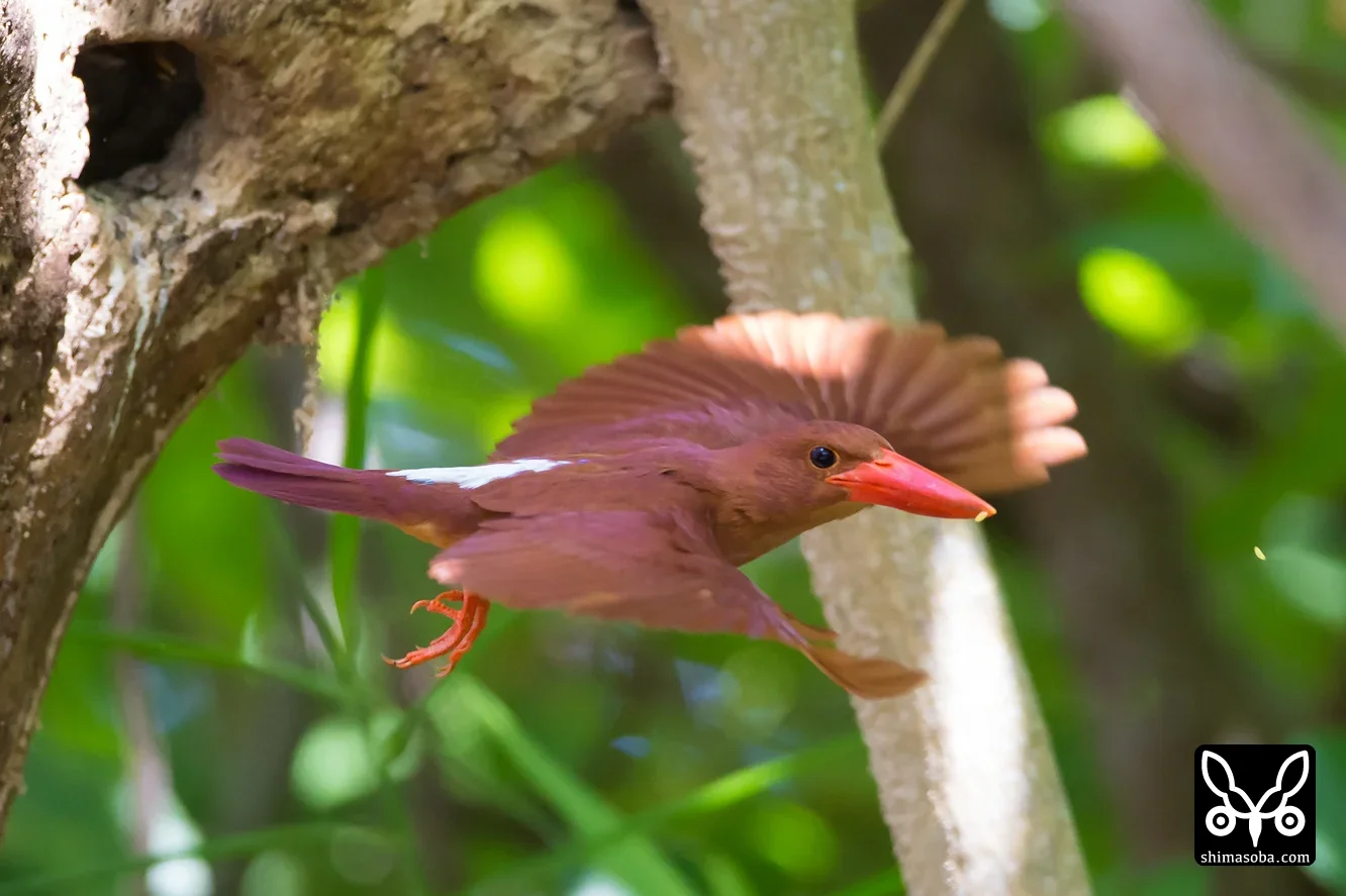 リュウキュウアカショウビン