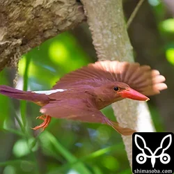 リュウキュウアカショウビン