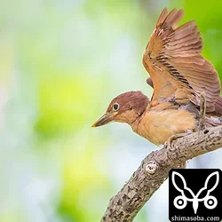 リュウキュウアカショウビン