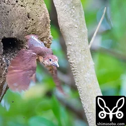 リュウキュウアカショウビン巣立ち (動画あり)