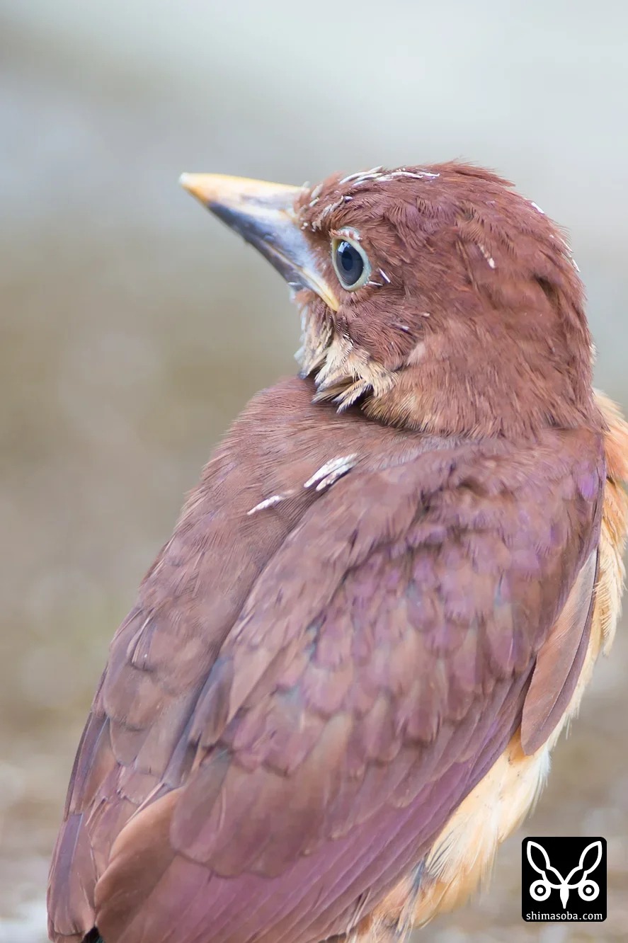 リュウキュウアカショウビン
