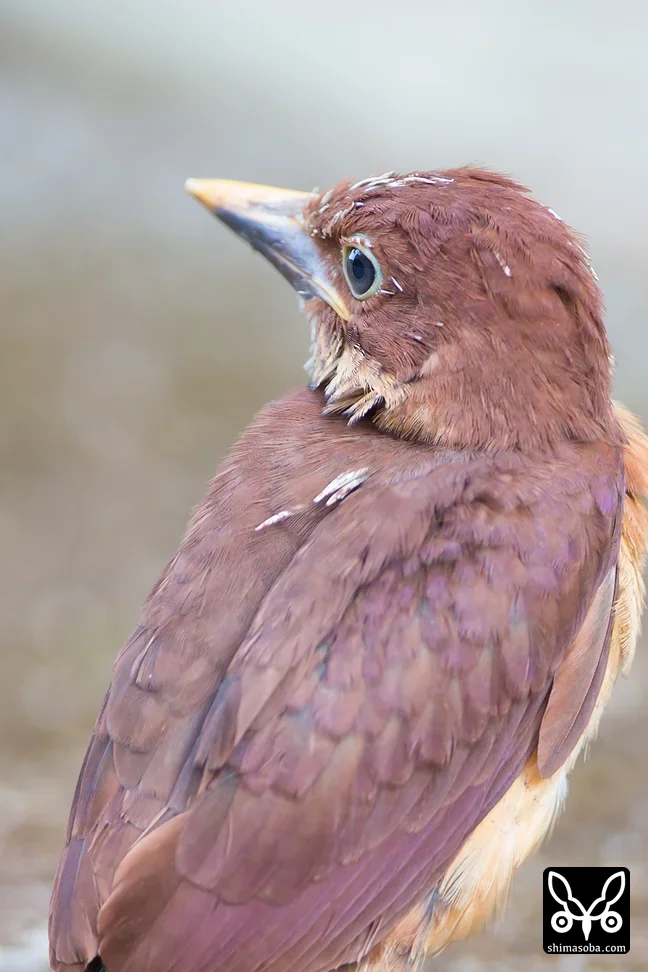 リュウキュウアカショウビン