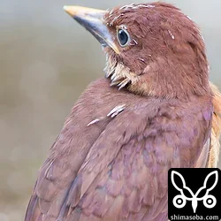 リュウキュウアカショウビン