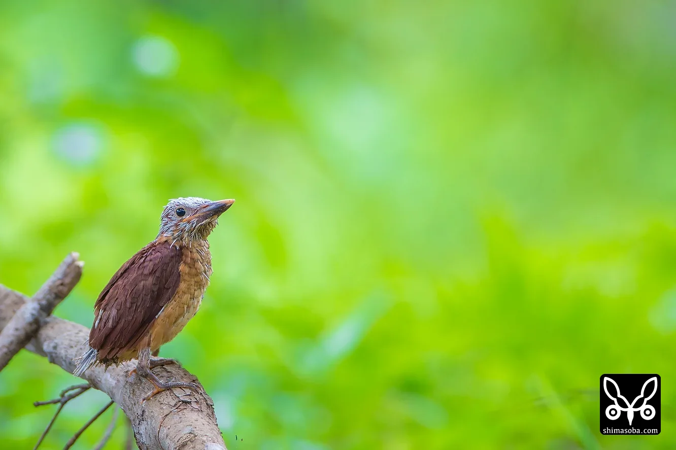 リュウキュウアカショウビン