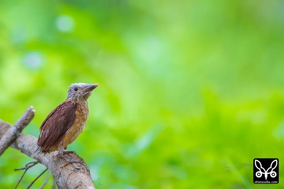 リュウキュウアカショウビン
