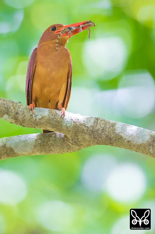 リュウキュウアカショウビン