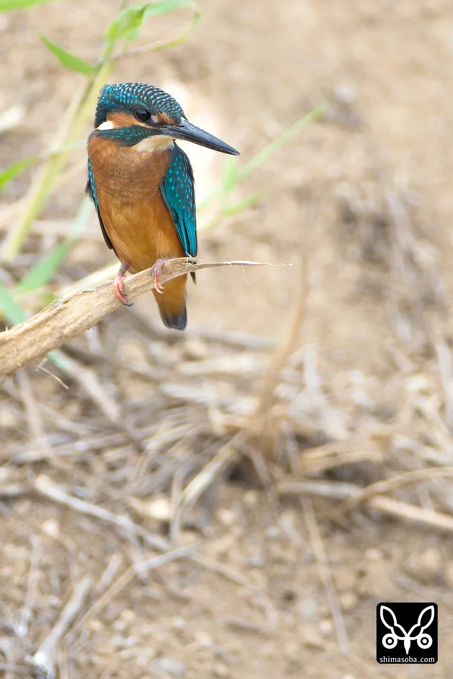 リュウキュウアカショウビンとカワセミ（2014年8月22日） 野鳥情報一覧
