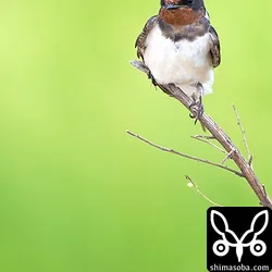 ツバメ