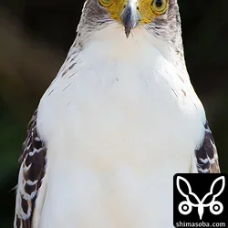 今季、3羽目のカンムリワシ幼鳥