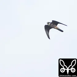 チョウが観察場所を越えていくとそこへチゴハヤブサがアタックしていました。捕まえはせずにじゃれただけでした。