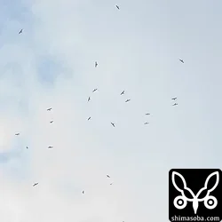 サシバ