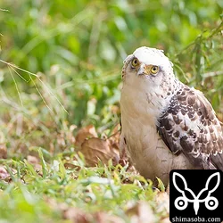 カンムリワシ幼鳥5個体目