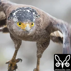 カンムリワシ