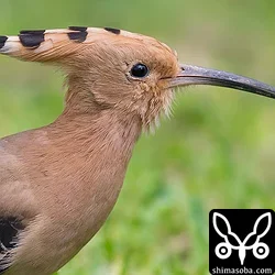 ヤツガシラ