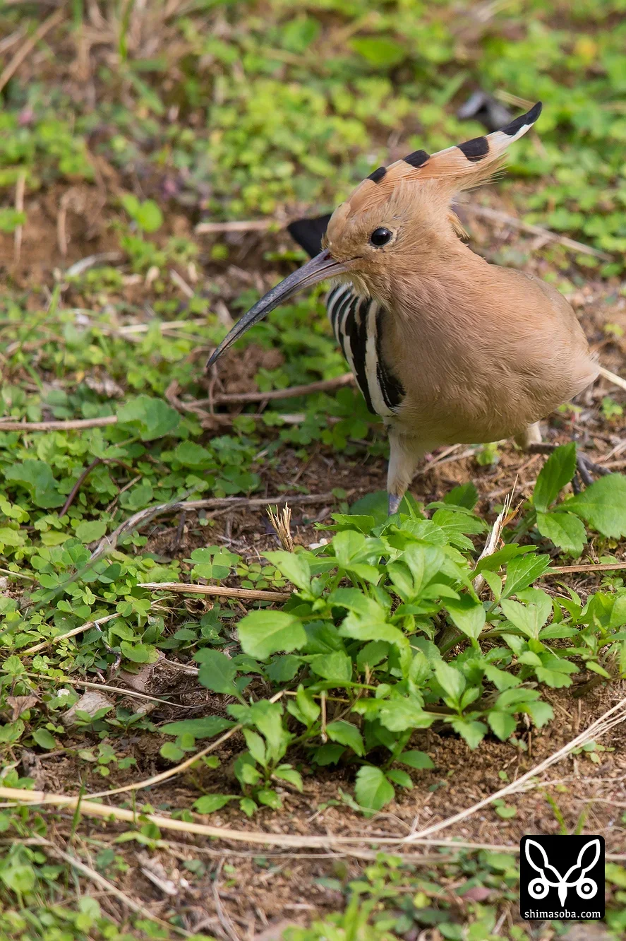 ヤツガシラ