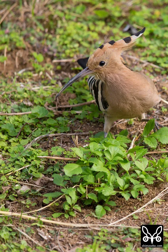 ヤツガシラ