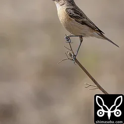ノビタキ