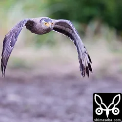 カンムリワシ