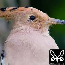 ヤツガシラ