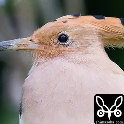 ヤツガシラ