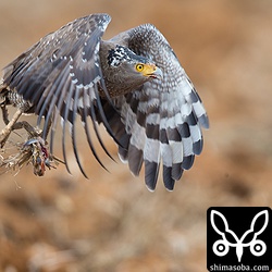 遠くのカンムリワシの鳴き声が気になるらしく、獲物を掴んで林の中へ入ってしまいました。食い終わった、残骸を見たかったのですが…。^^;