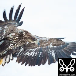 オオワシ、オジロワシ(道東探鳥旅行)