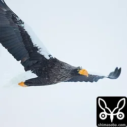オオワシ成鳥。今回は、オオワシの幼鳥が少なかったです。