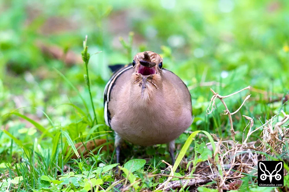 ヤツガシラ