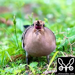 ヤツガシラ