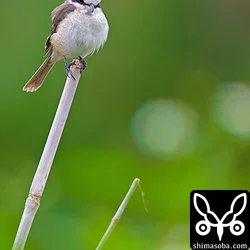 シロハラやツグミはそろそろ北の繁殖地へ渡りだしていますが、シマアカモズはいつまでいるんだろう。繁殖時期にも石垣島で綺麗な夏羽のシマアカモズが観察されるけど、数は少ない。繁殖してるのかなー?