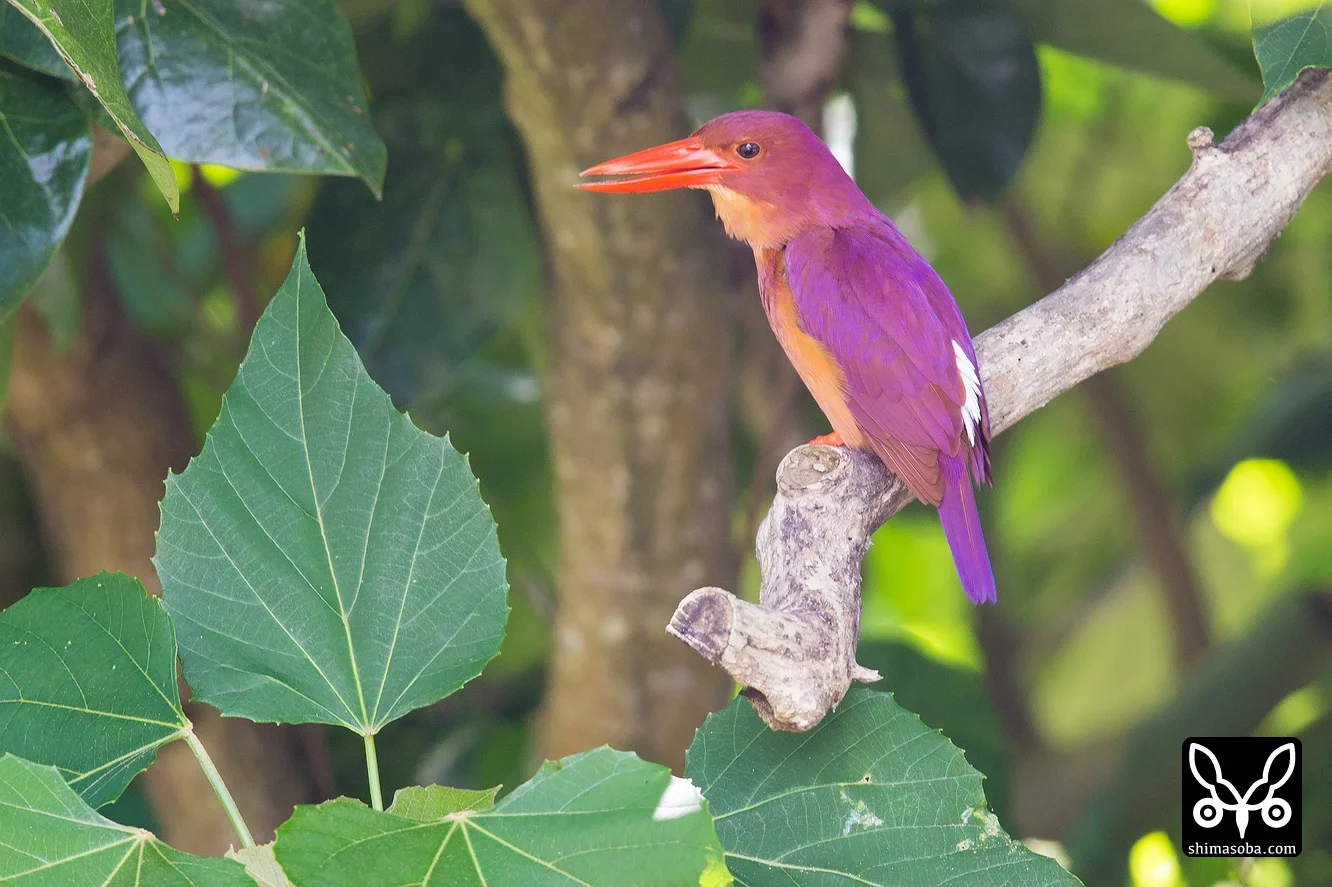 リュウキュウアカショウビン