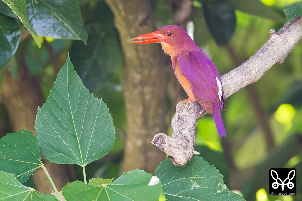 リュウキュウアカショウビン
