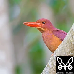 リュウキュウアカショウビン