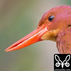 リュウキュウアカショウビン