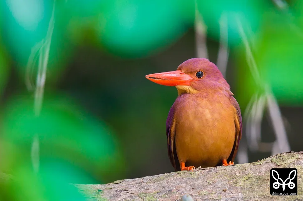 リュウキュウアカショウビン