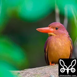 リュウキュウアカショウビン