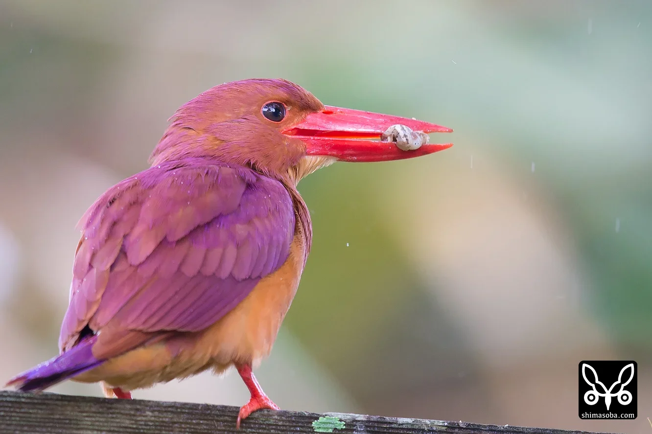 リュウキュウアカショウビン