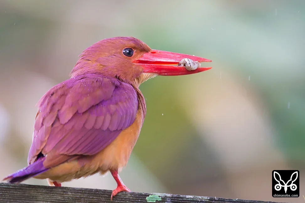 リュウキュウアカショウビン