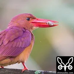 リュウキュウアカショウビン
