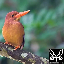 リュウキュウアカショウビン