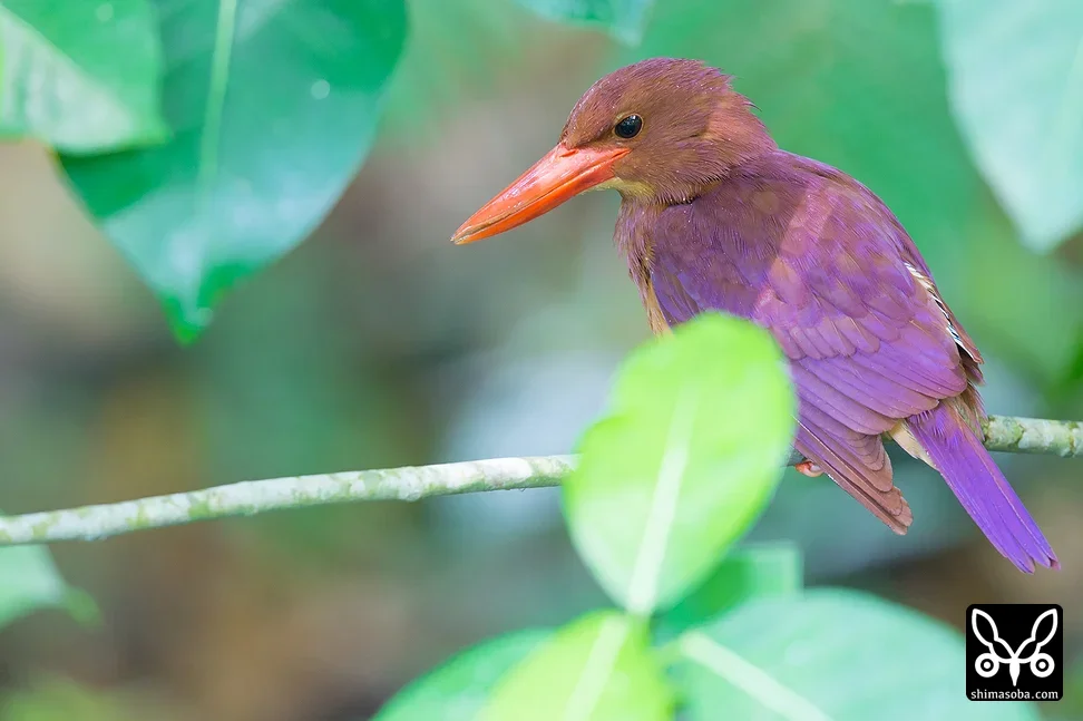 リュウキュウアカショウビン