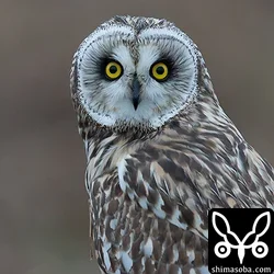 目の前の木に止まりました。淀川のコミミズクはどの個体も人間を恐れないようです。
