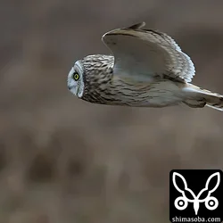 コミミズクの飛ぶ姿の横顔は面白いですね。