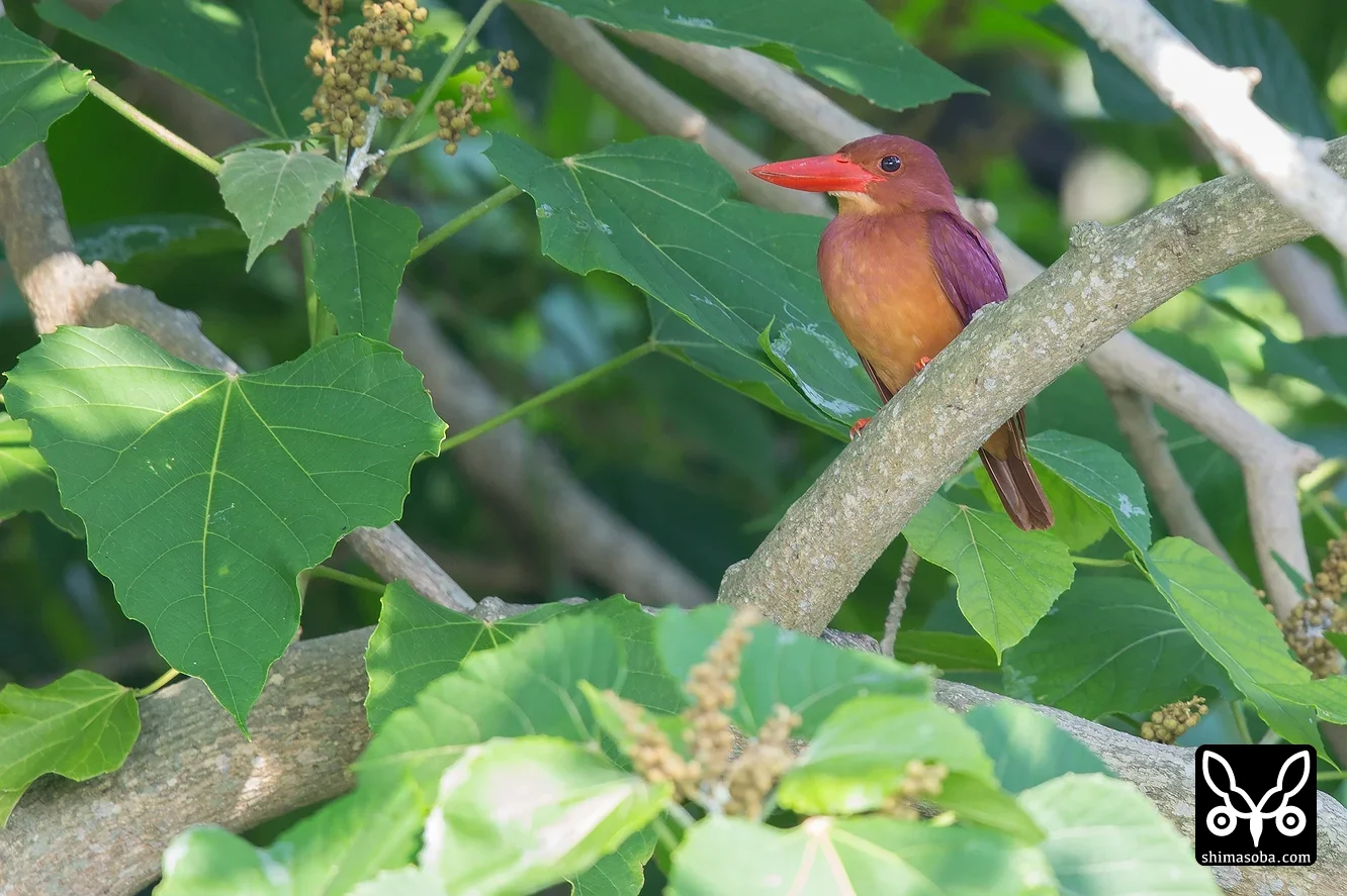 リュウキュウアカショウビン